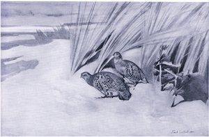 Partridges on the Marrams by Frank Southgate